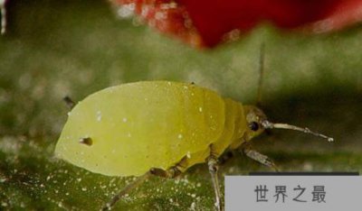 ​世界上最快的昆虫蚜虫可以在4到5天内繁殖