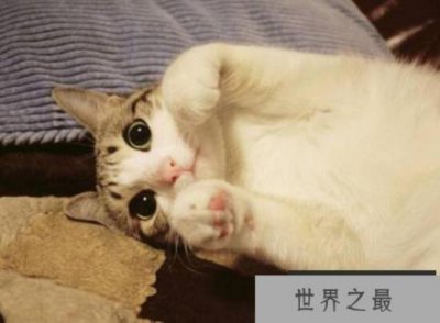 ​网红萌宠瓜皮猫是什么品种，其实是普通的中华田园猫