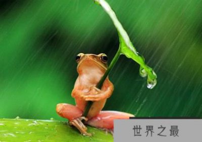 ​世界上最可怜的青蛙带着雨伞被摄影师虐待