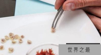 ​世界上最小的饺子，吃1000都吃不饱(0.0016克)