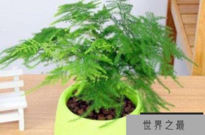 ​适合办公室摆放的植物排行榜前十名：文竹、富贵竹全上榜