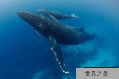 ​世界最厉害的十大鲸 第一名为蓝鲸，最重能达239吨
