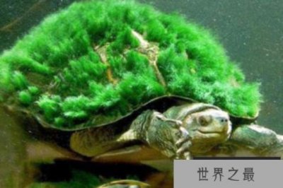 ​中国十大名贵乌龟 金钱龟上榜，第一被誉为“千年神龟”