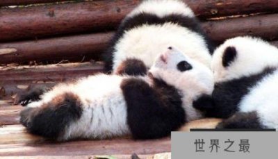 ​全球最小的熊猫幼仔，体重42.8克比鸡蛋还轻