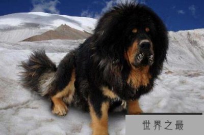 ​世界十大最危险猛犬 杜高犬上榜，第一起源于我国西藏地区