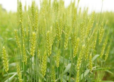 ​小麦施肥最佳时间和方法