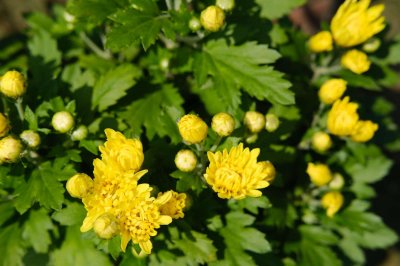 ​菊花品种，菊花的种类