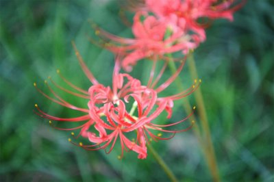 ​彼岸花是什么季节开的，彼岸花适合什么季节栽种