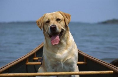 ​世界上5大最能吃的狗狗，阿拉斯加犬榜上有名