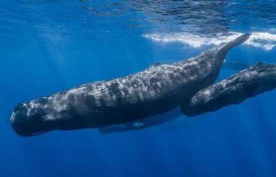 ​世界上潜水最深的哺乳动物：抹香鲸能下潜到2200米深处