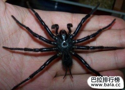 ​台湾最大的毒蜘蛛：巨型上户蜘蛛体长达20厘米