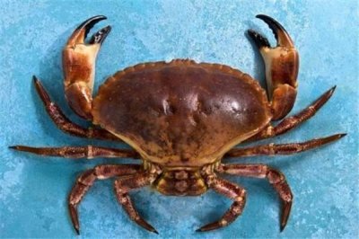 ​世界上最可爱的螃蟹：台湾原生种螃蟹