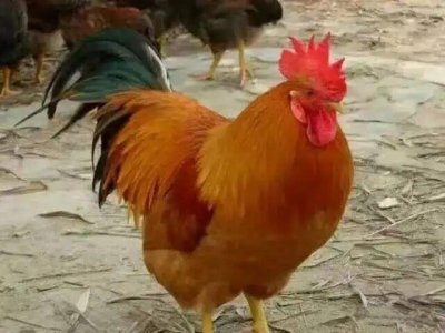​中国十大名鸡品种排名，岑溪三黄鸡位居第一