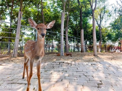 ​大西几、小脑斧、 梅发怒