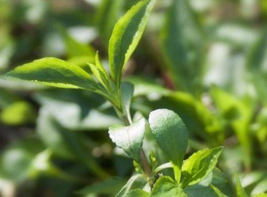 路边常见的野草，味道苦涩现在很多人种植，夏季食用能清热、降火