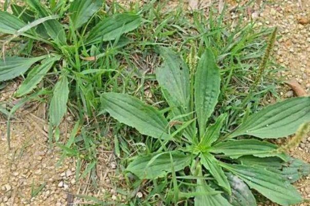 农村野菜是天生的护肤品，祛湿解毒、润肠排便、美容抗癌、抗氧化