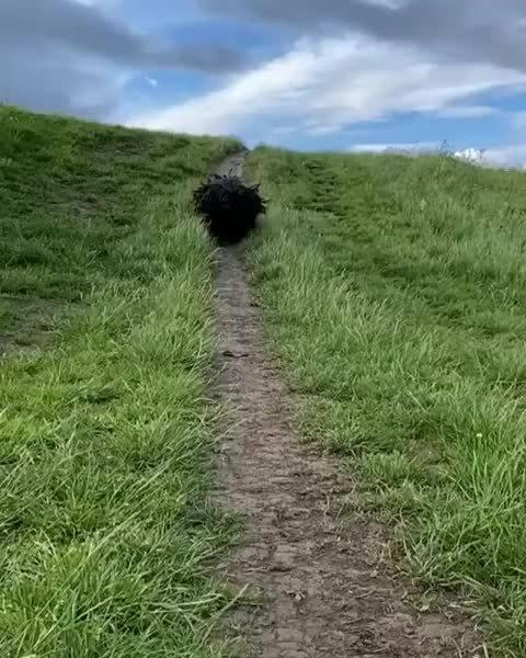 波利犬（匈牙利牧羊犬）又名胡犬是一种中型犬……