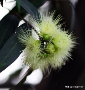 ​它海南地区盛产的蒲桃，味道酸甜保健价值高，如今野生的罕见且贵