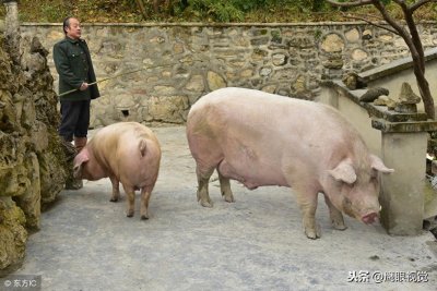 ​猪年将至，小编带您参观腰围190cm、体长190cm、重千斤的“猪王”