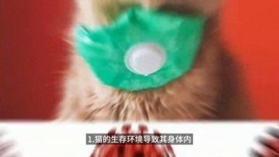 ​冷知识：为什么不能吃猫肉