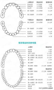 ​宝宝长牙顺序图，以及 6 个你不知道的冷知识