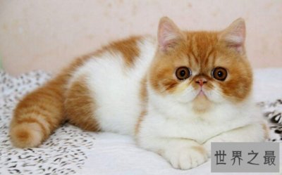 ​世界上十大最聪明的猫排行榜,加拿大无毛猫登榜首