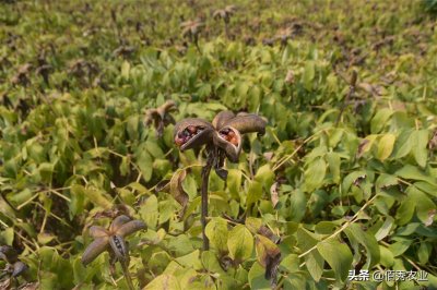 ​曾被誉为植物油中的“茅台”，油用牡丹泡沫破裂，是炒作还是骗局