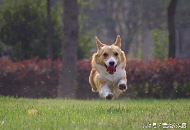 深受人们喜爱的小短腿，威尔士柯基犬详细介绍