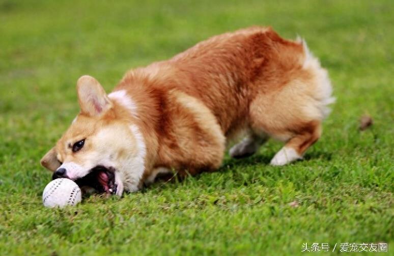 深受人们喜爱的小短腿，威尔士柯基犬详细介绍