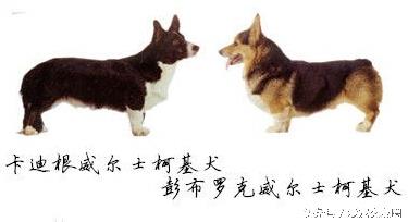 深受人们喜爱的小短腿，威尔士柯基犬详细介绍