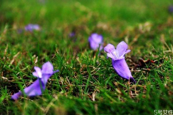 蓝花楹的花语有什么呢 蓝花楹种植需要注意什么呢