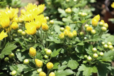 ​朝阳适合养什么花，市花和市树是什么