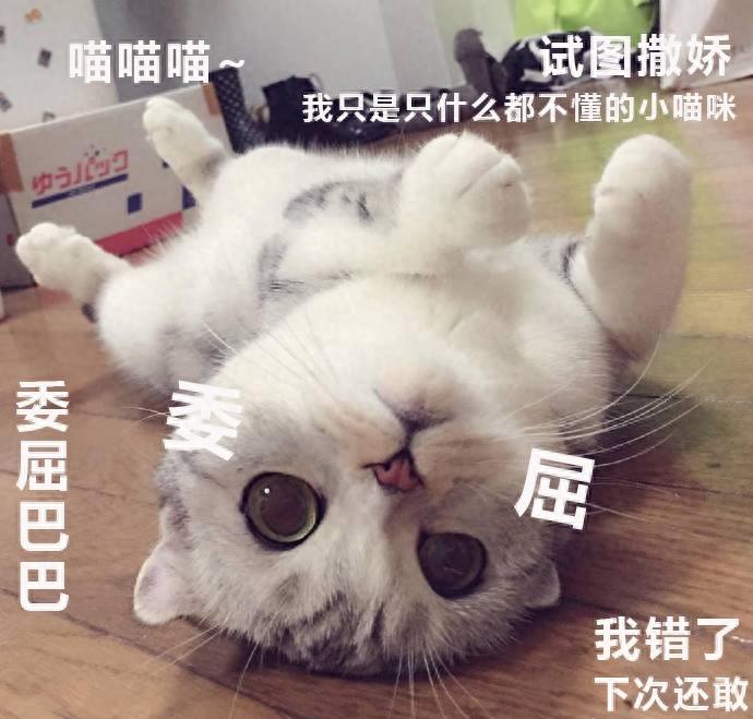 表情包：猛亲一口