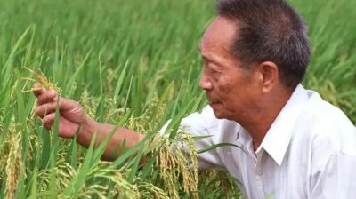 ​水稻之父袁隆平爷爷