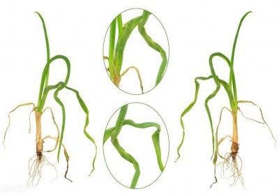 ​最难治的就数根结线虫了，3招儿组合拳解决线虫危害