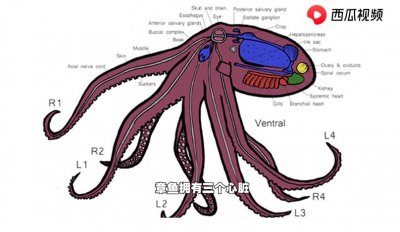 ​章鱼的智商有多高？神经系统有多复杂？看西瓜视频了解冷门知识