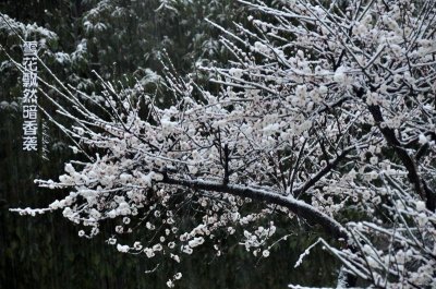 ​南宋卢梅坡哲理诗《雪梅二首》