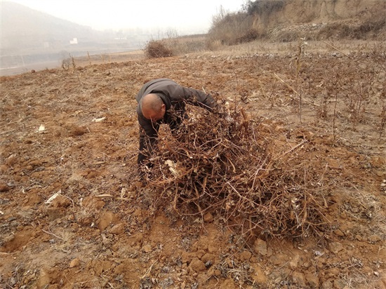 乡下父母8张干活图，每一张都让人心疼，看完不哭